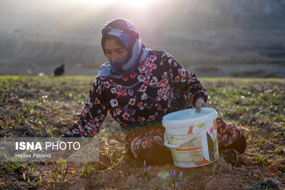 طلای سرخ گلستان