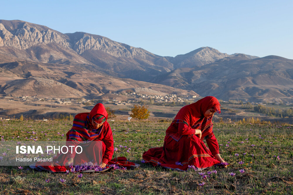 طلای سرخ گلستان