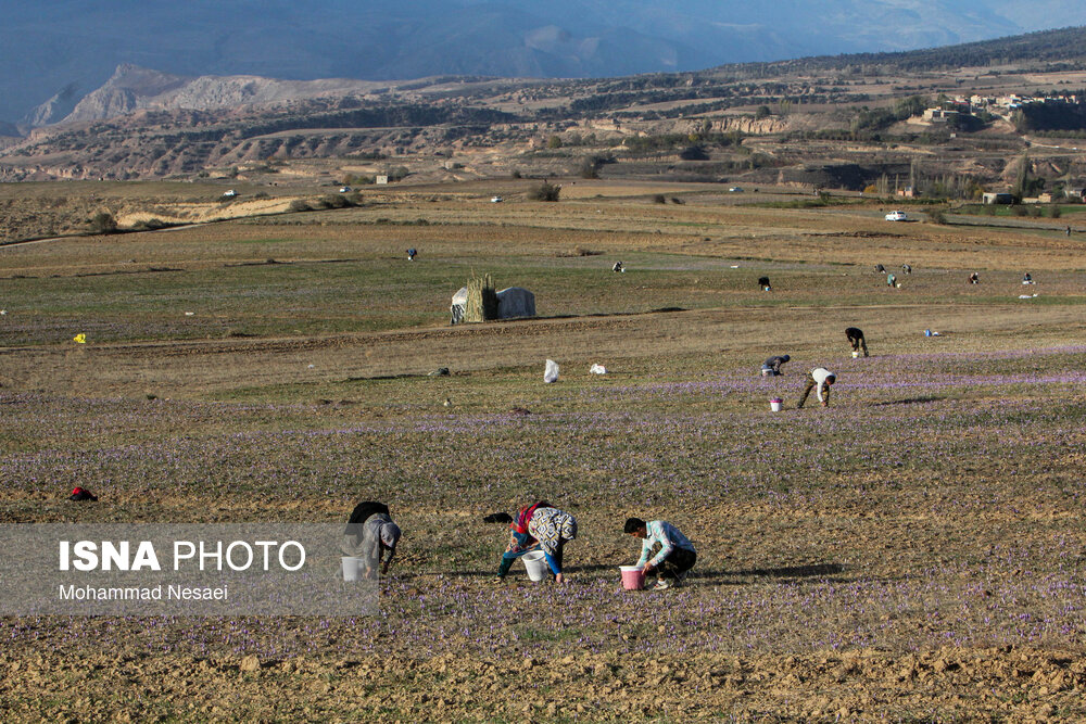 طلای سرخ گلستان