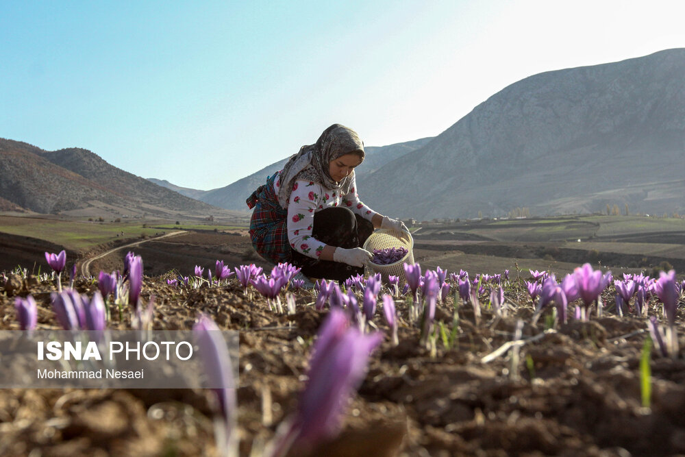 طلای سرخ گلستان