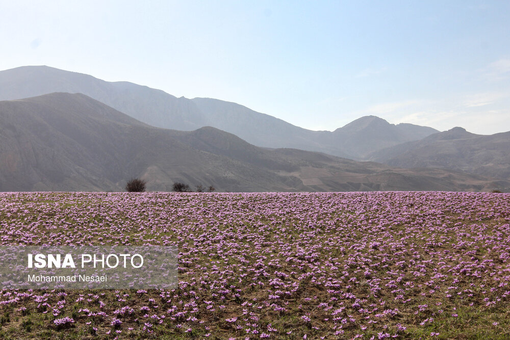 طلای سرخ گلستان