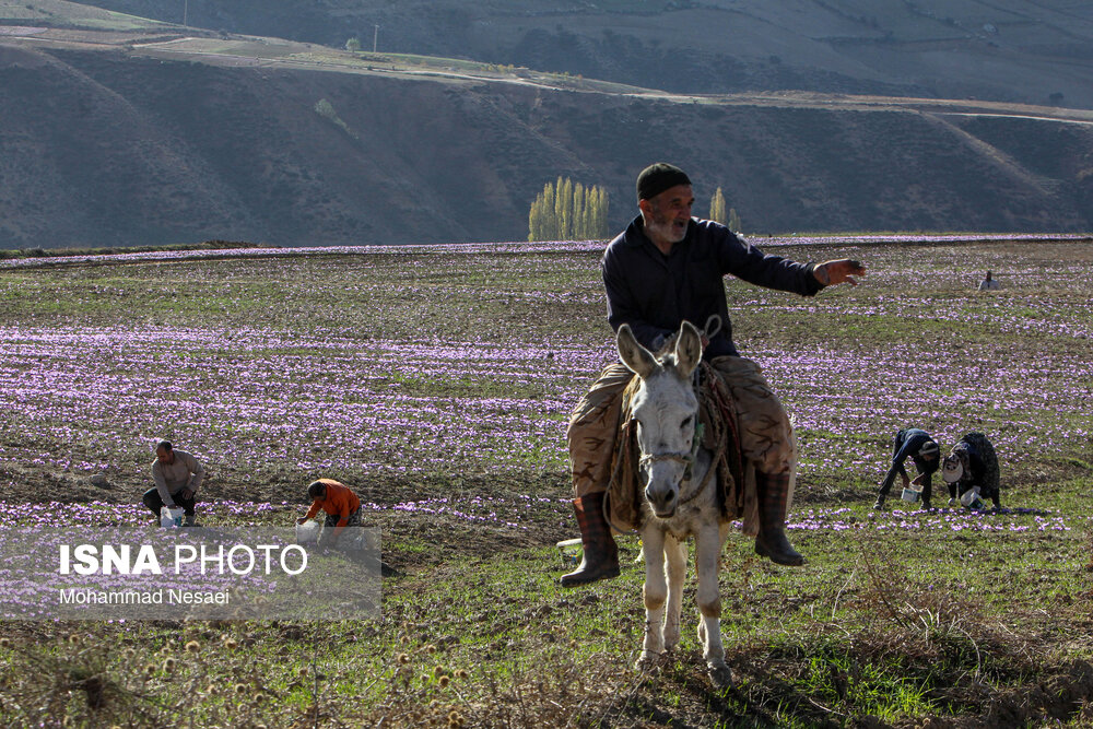 طلای سرخ گلستان