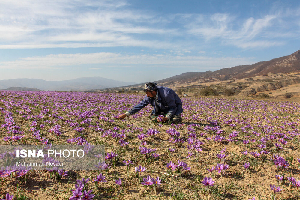 طلای سرخ گلستان