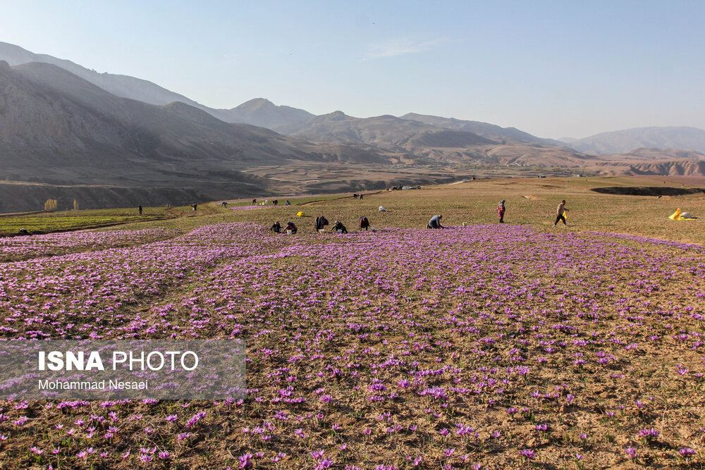 طلای سرخ گلستان