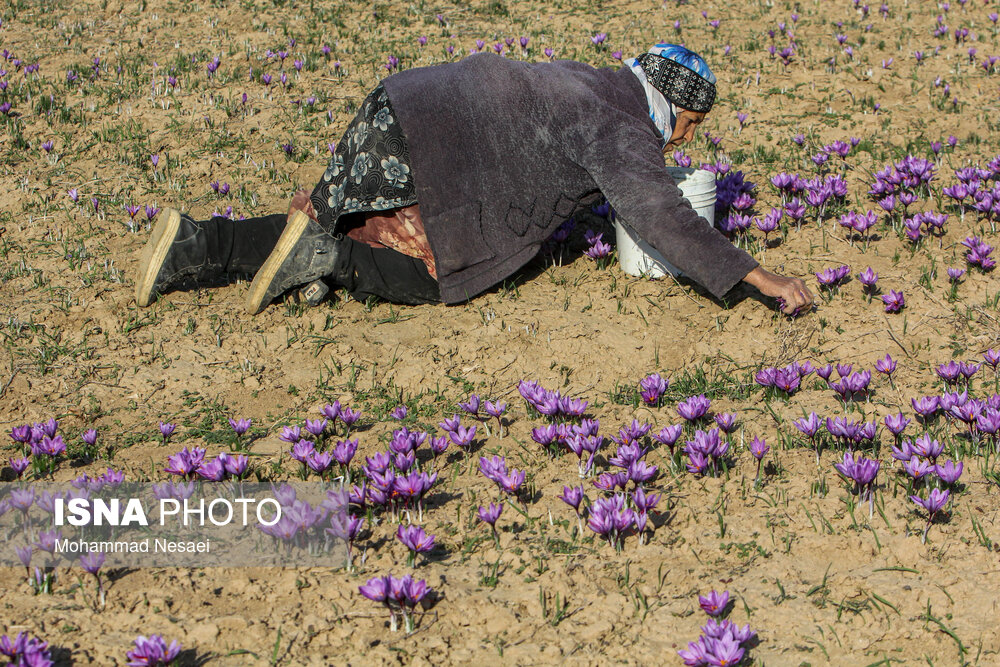 طلای سرخ گلستان