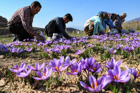 طلای سرخ گلستان