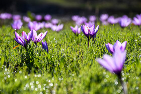 طلای سرخ گلستان