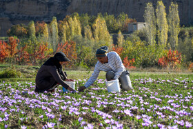 طلای سرخ گلستان