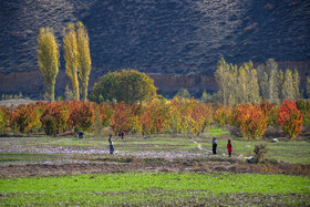 طلای سرخ گلستان