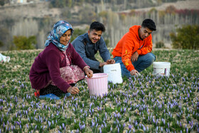 طلای سرخ گلستان