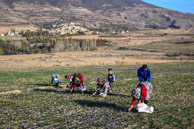 طلای سرخ گلستان