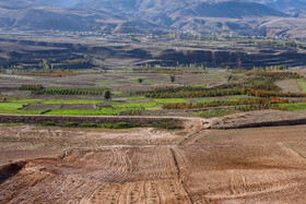 طلای سرخ گلستان