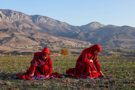 طلای سرخ گلستان