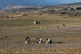 طلای سرخ گلستان