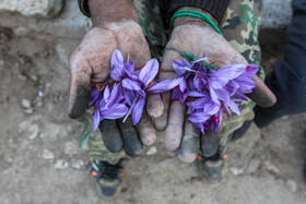 طلای سرخ گلستان