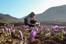 طلای سرخ گلستان