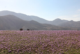 طلای سرخ گلستان