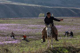 طلای سرخ گلستان