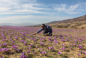 طلای سرخ گلستان