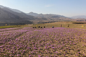 طلای سرخ گلستان