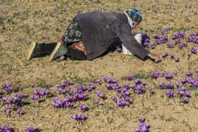 طلای سرخ گلستان