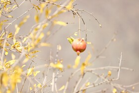 جشنواره انار ارس - جلفا