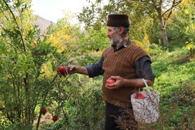 جشنواره انار ارس - جلفا