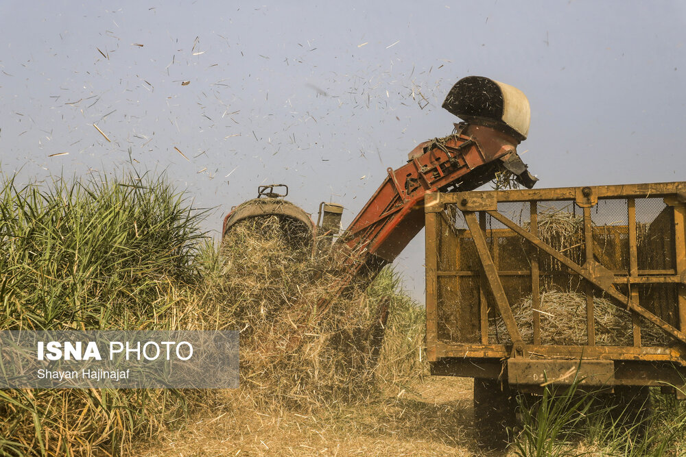 بخشی از برداشت نیشکر از مزارع استان به صورت "برداشت سبز" انجام می‌شود که این کار با توجه به قدیمی بودن ماشین آلات و اعمال تحریم‌ها در این حوزه اقدامی بسیار سخت و دشوار است.