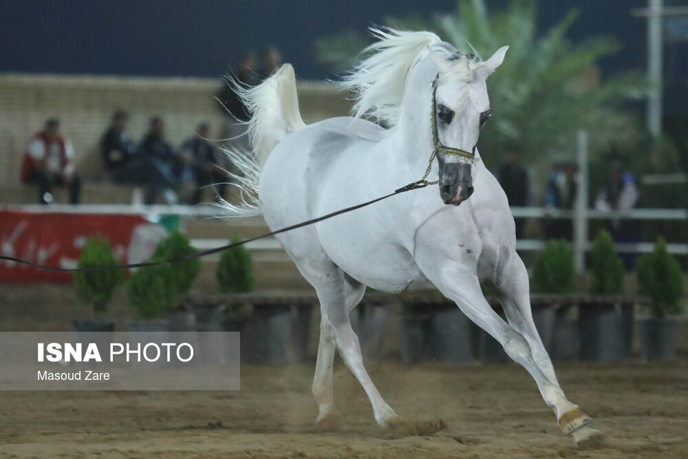 سی و چهارمین دور جشنواره  زیبایی اسب