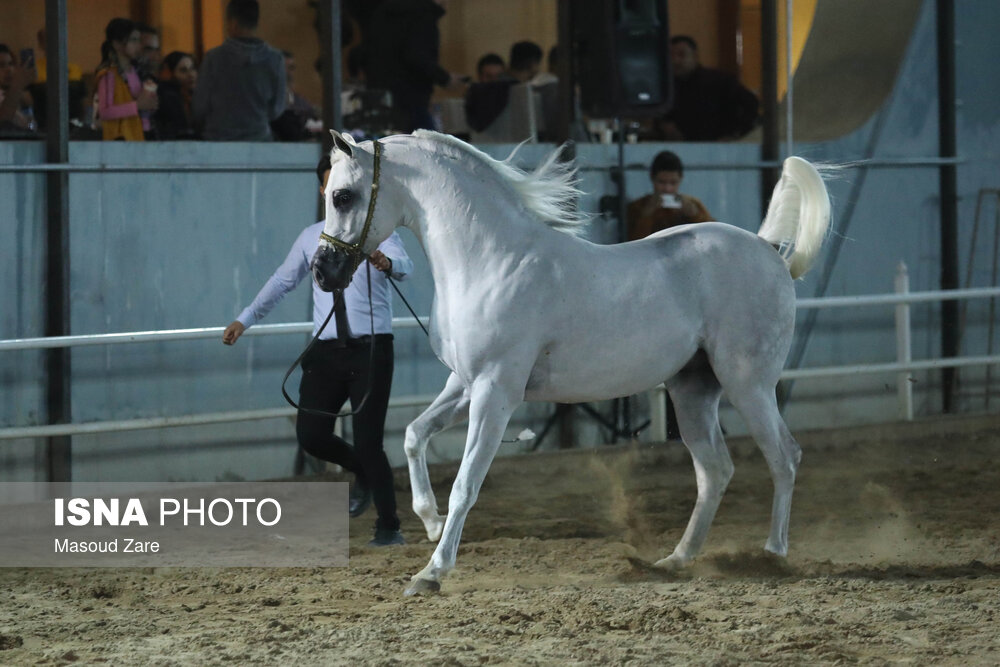 سی و چهارمین دور جشنواره  زیبایی اسب