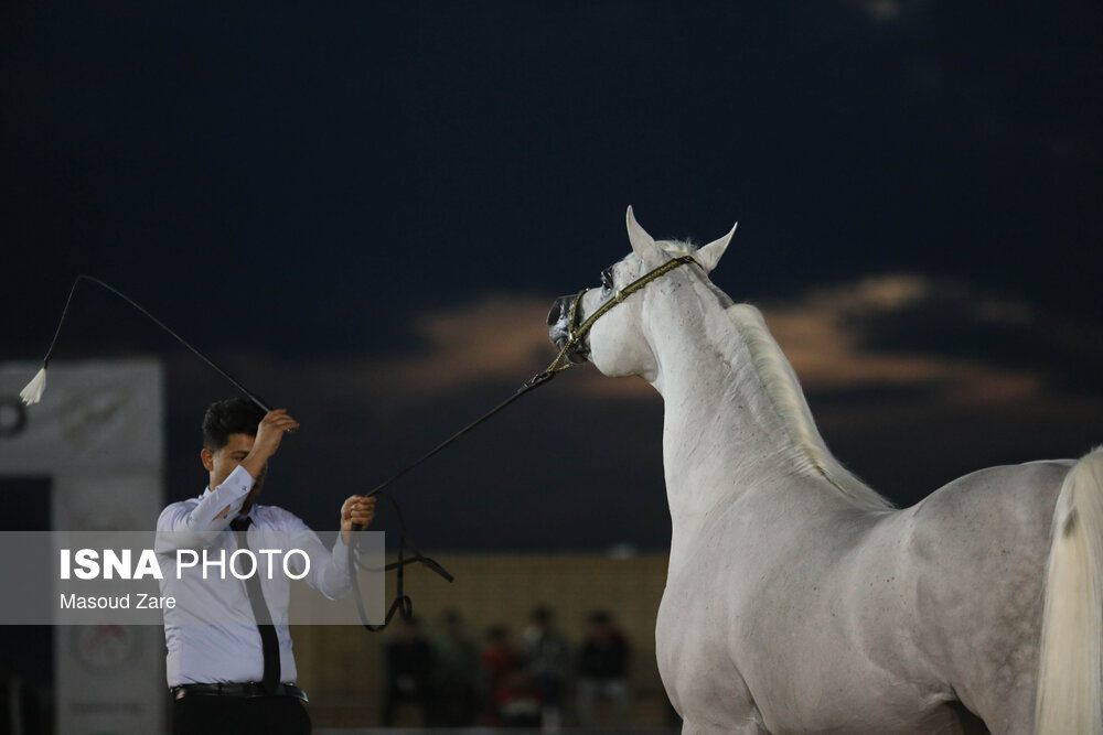 سی و چهارمین دور جشنواره  زیبایی اسب