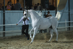 سی و چهارمین دور جشنواره  زیبایی اسب