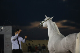 سی و چهارمین دور جشنواره  زیبایی اسب