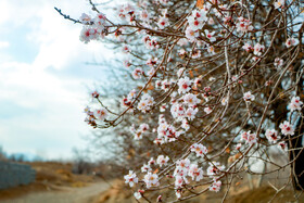 شکوفه های زودرس بهاری -  روستای سوسنقین ساوه