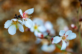 شکوفه های زودرس بهاری -  روستای سوسنقین ساوه