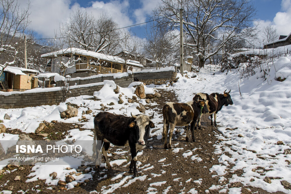 زمستان روستای ییلاقی بالا چلی در استان گلستان