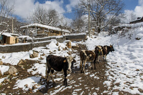 زمستان روستای ییلاقی بالا چلی در استان گلستان