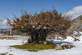 زمستان روستای ییلاقی بالا چلی در استان گلستان