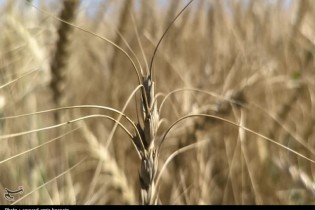 خرید تضمینی گندم از ۳ میلیون تُن گذشت